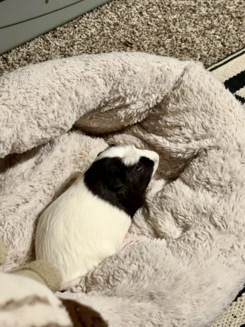 Cutie Lil 1y/o Guinea Pig