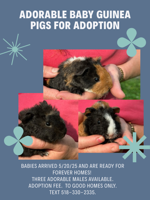 Male Babies (5/20/25), Tricolor &amp;amp; Black