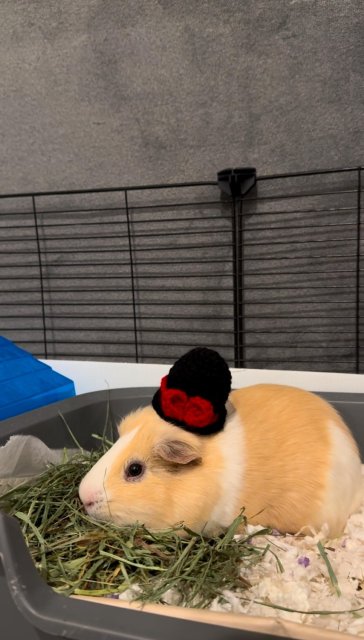 Cutest Pair of Guinea Pigs (Brothers)