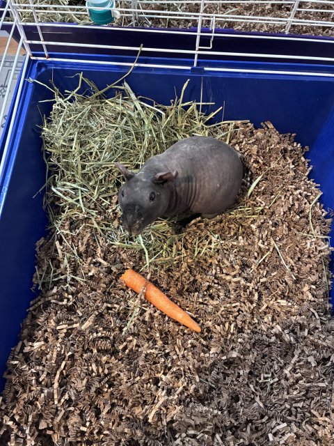 Skinny Pig