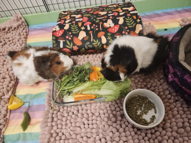 2 Bonded Female Abssynians