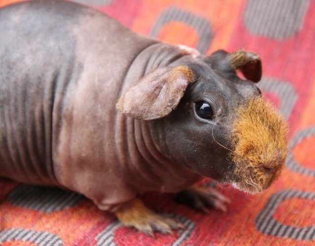 Barbie a Sweet Female Hairless Pig