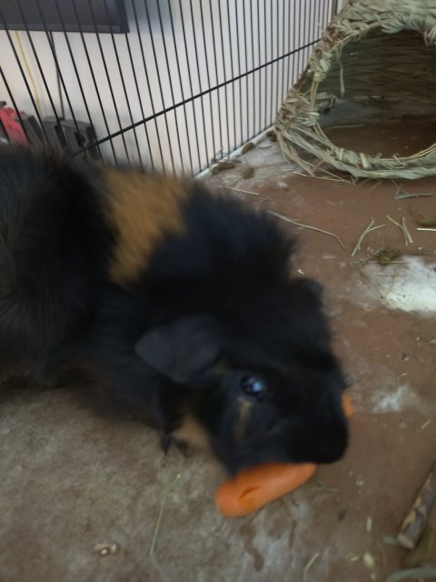 Guinea pig rehome