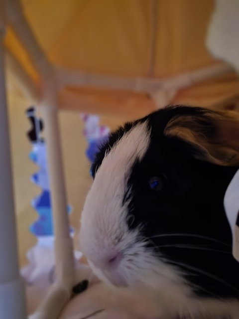 Single Male Guinea Pig