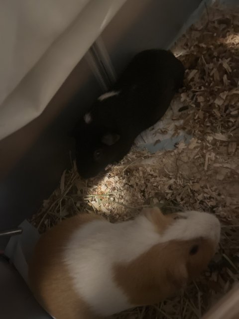 2 male guinea pigs