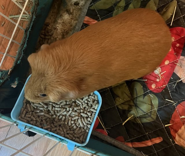 two beautiful 4 years female guinea pigs