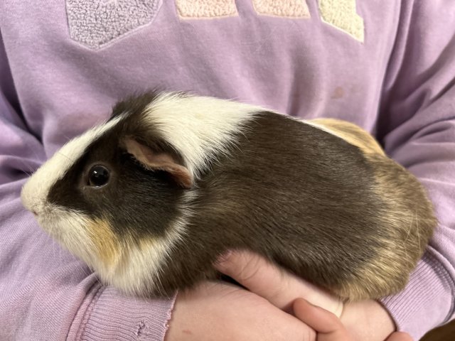 Fuzzy Nugget (aka Piggy)