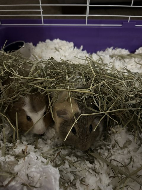 2 bonded male babies