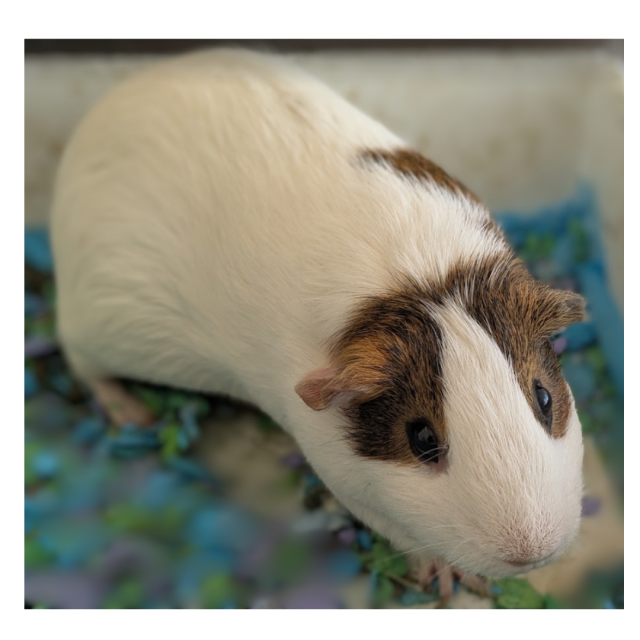 2 Sweet Guinea Pig Girls Bella and Sammy