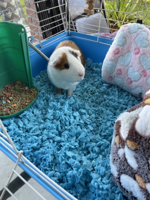 Rehoming our 3 yr old male Guinea Pig, Cookie