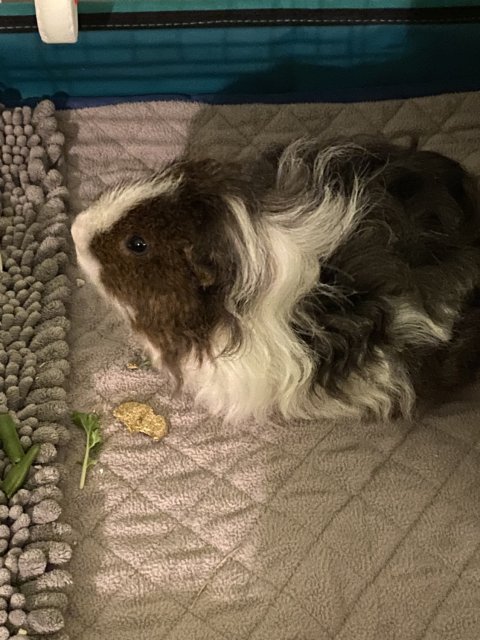 Frank and Doug (2 males, bonded)
