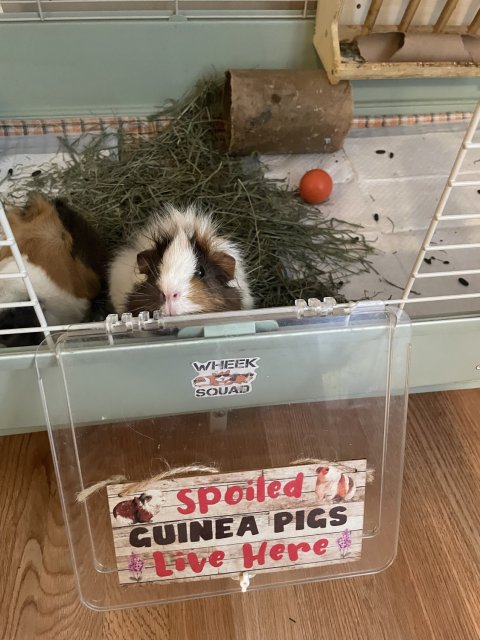 2 female guinea pigss