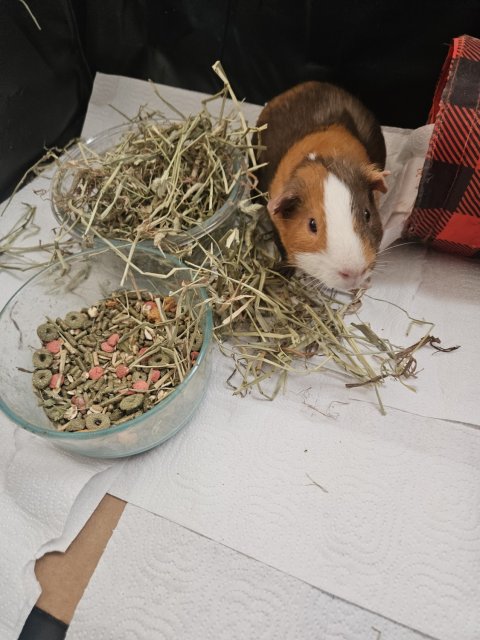 2 sweet and loving Male Guinea Pigs