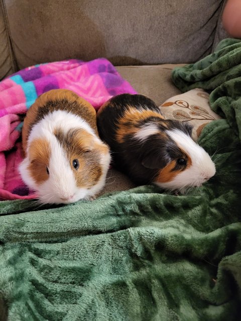 Two smart male bonded guinea pigs