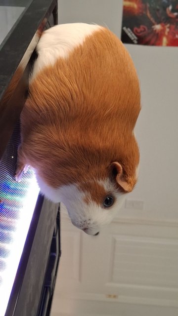 Three Female Guinea Pigs