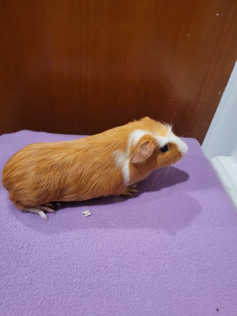 Female Guinea Pig needs a new home