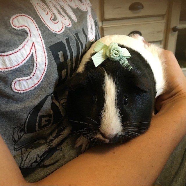 2 Year Old Female Guinea Pig (super sweet)