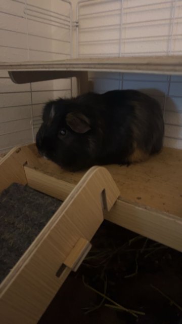 Bonded Male Pair with everything included