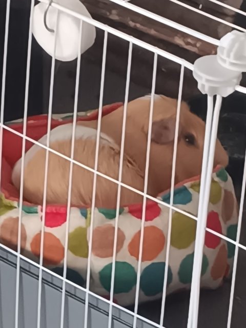 Urgent. Moving cannot take. 4 pigs