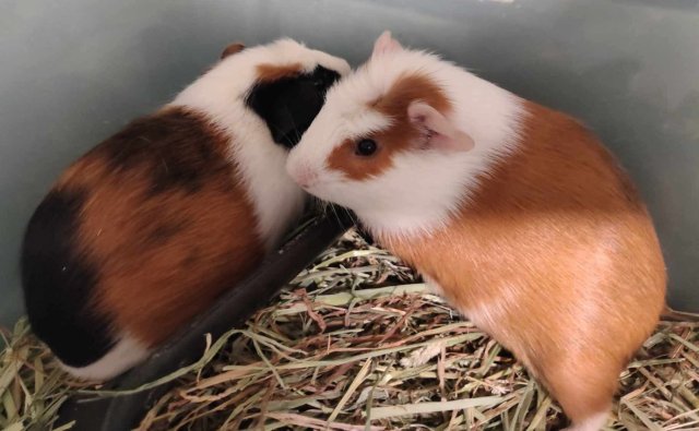 2 month old male bonded piggies