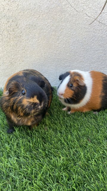 Adopt A Guinea Pig Family Of 3!
