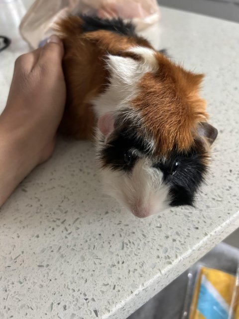 Rehoming Guinea pig with Cage