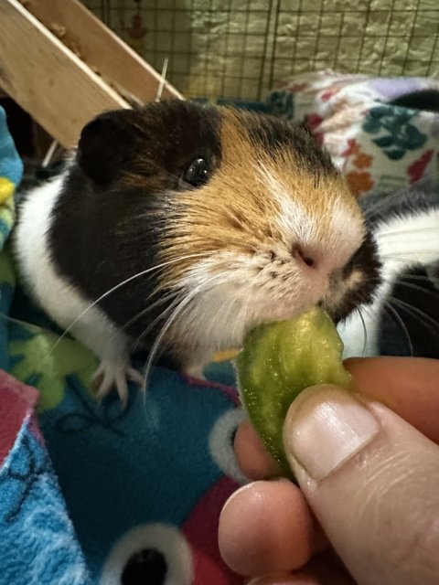 Female Piggy for Adoption