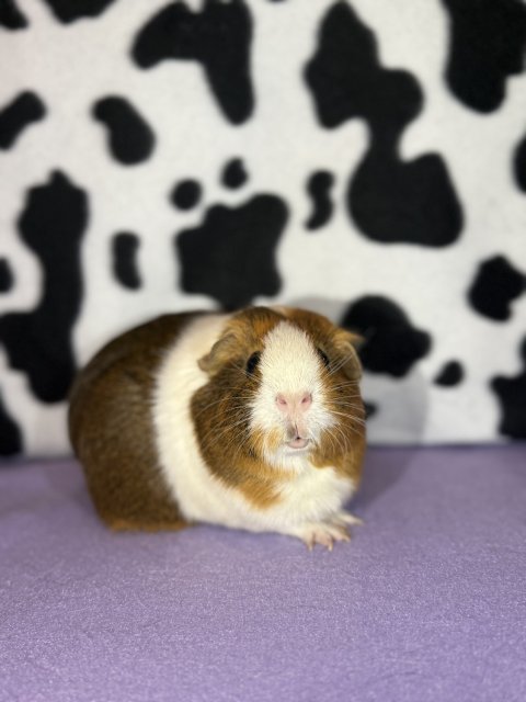 Rehoming a female trio as soon as possible.