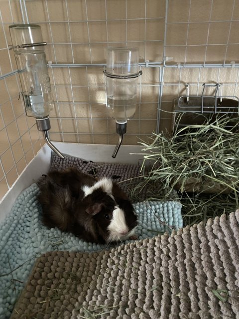 Female Guinea pig up for adoption