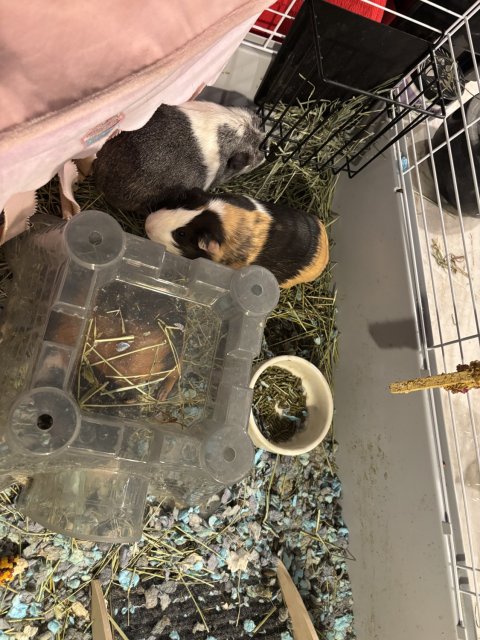 5 females looking for a loving home!