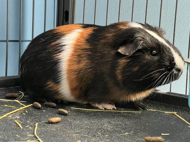 Cocoa needs a home