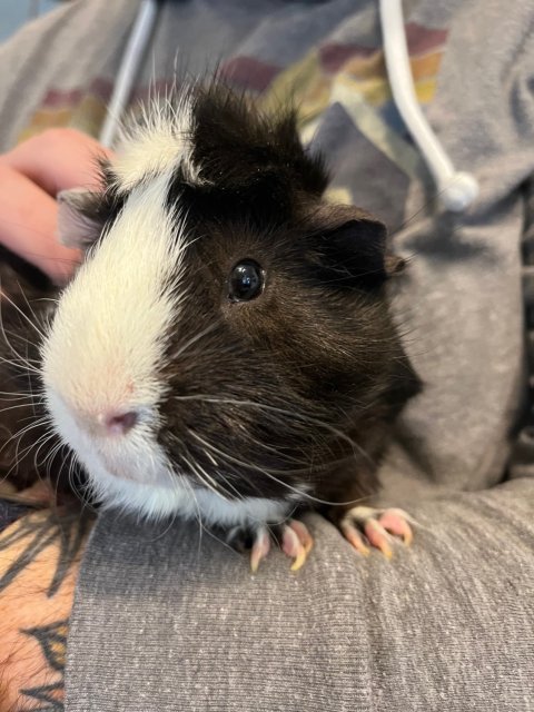 Two male guinea pigs - 3 yrs old