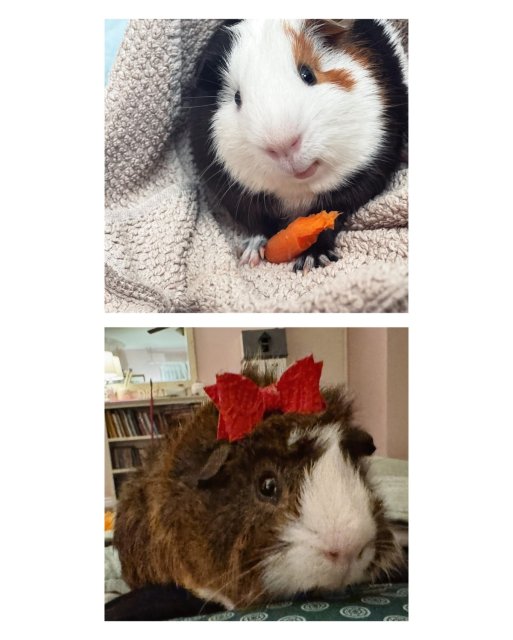 2 Friendly male guinea pigs in need of home