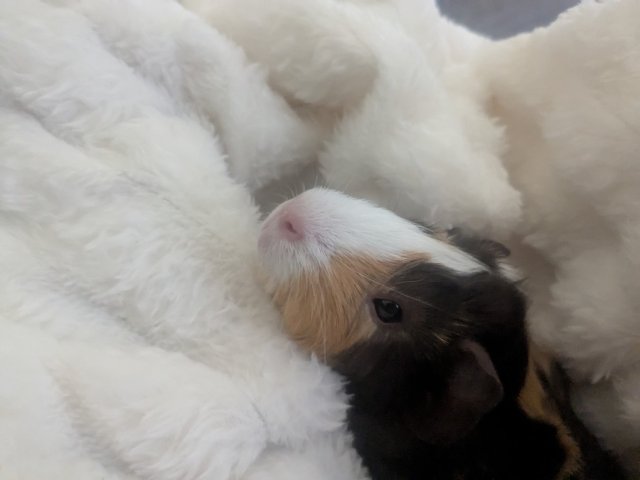 Itsy and Bitsy