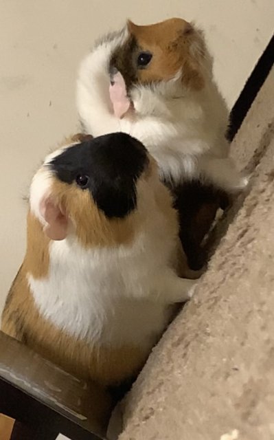2 Bonded Male Guinea Pigs. They are both 4