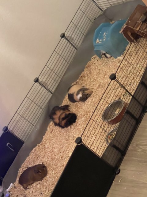 rehoming