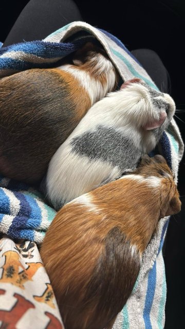 3 guinea pigs for sale