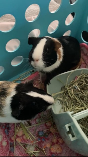 Two adult female guinea pigs bonded!