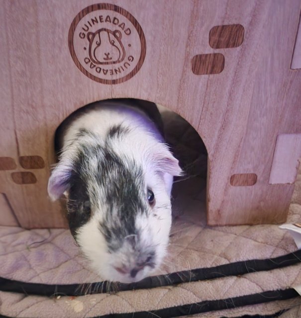 Adorable Young Guinea Pig