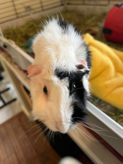 Friendly and adorable guinea pigs