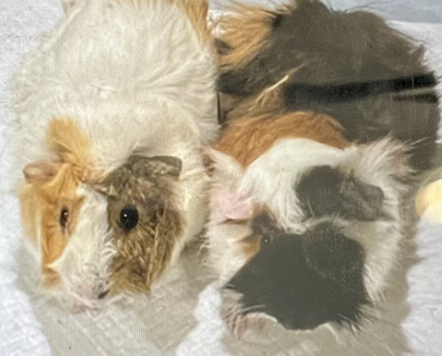 Rehoming Hershey and Danish