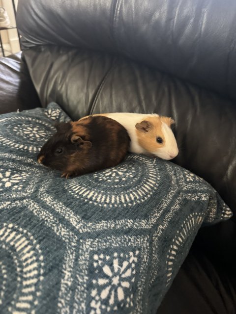Two male guinea pigs, both 4 months old.