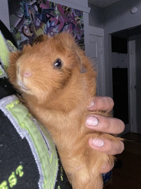 Rehoming 2 male guinea pigs due to moving