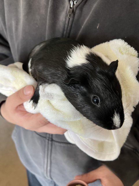 Adorable Sister Guineas Looking To Rehome