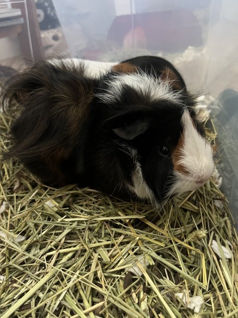 2 male guinea pigs (from same litter)