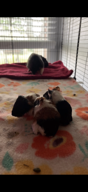 Babies guinea pigs