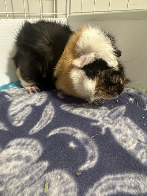 Bonded male guinea pigs for adoption