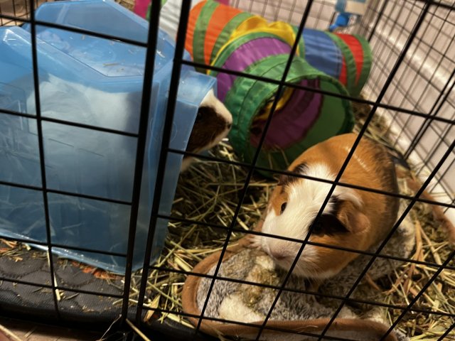 Rehoming 2 Girl pigs