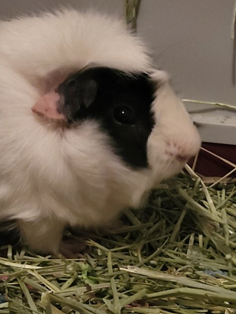 Fluffy Male guinea pig looking for new home