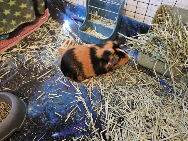 Male guinea pig